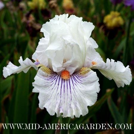 Photo of Tall Bearded Iris (Iris 'Hysteria') uploaded by Calif_Sue