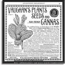 Location: unknown
Date: Credits to Canna News, Monday, 23 April 2007.
Vaughans Catalogue c. 1892