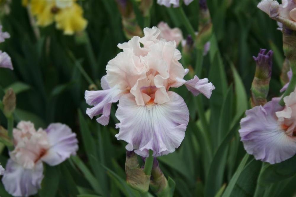 Photo of Tall Bearded Iris (Iris 'Venita Faye') uploaded by KentPfeiffer