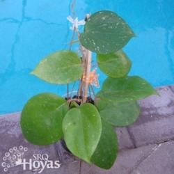 Location: SRQHoyas
Date: 2015-01-27
Hoya balaensis SRQ 3237
