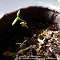 Location: Plano, TX
Date: 2015-01-27
Took less than a week to germinate.