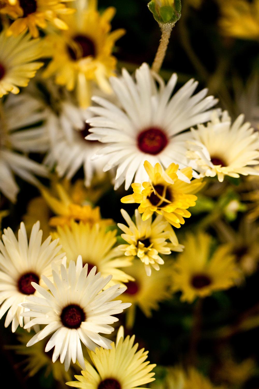 Photo of Livingstone Daisy (Cleretum bellidiforme) uploaded by admin
