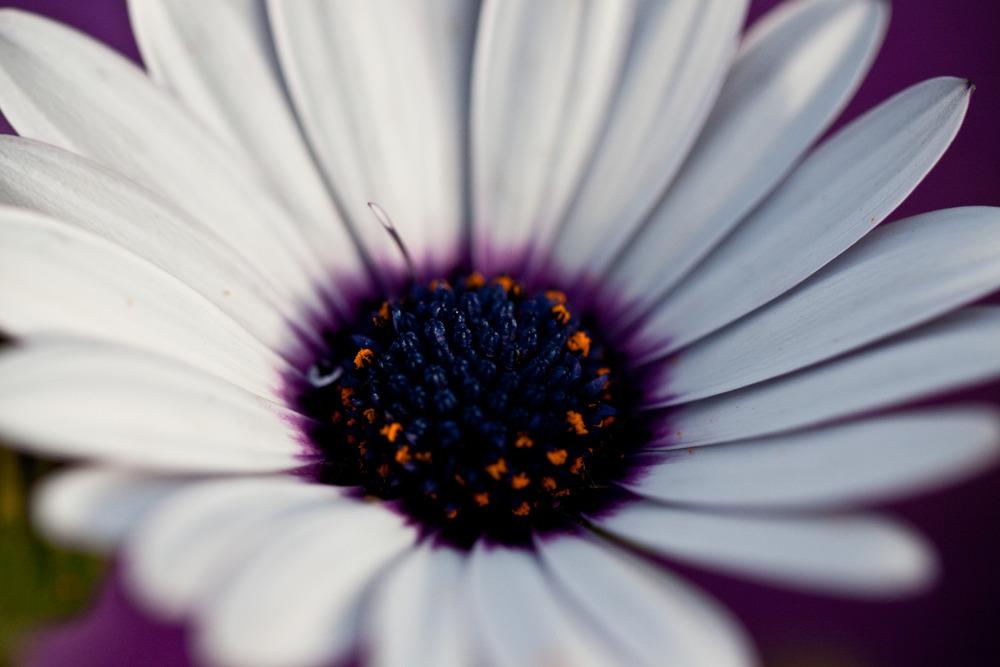 Photo of African Daisy (Osteospermum ecklonis 'Passion Mix') uploaded by admin