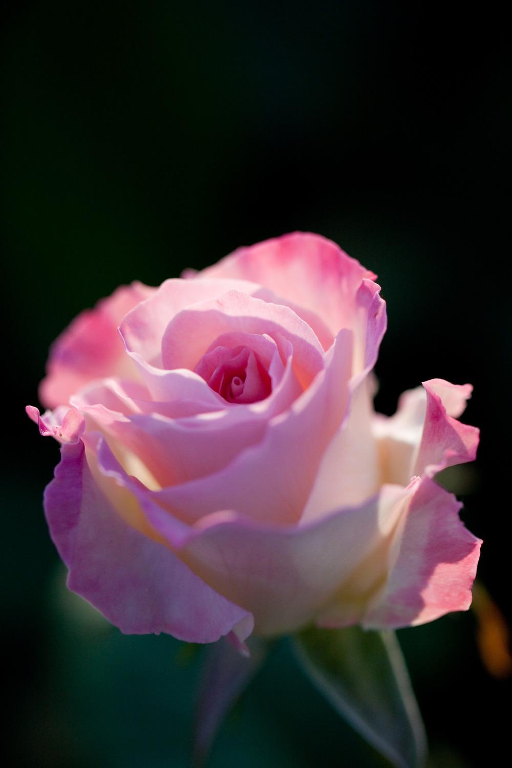 Photo of Rose (Rosa 'Charles Aznavour') uploaded by admin