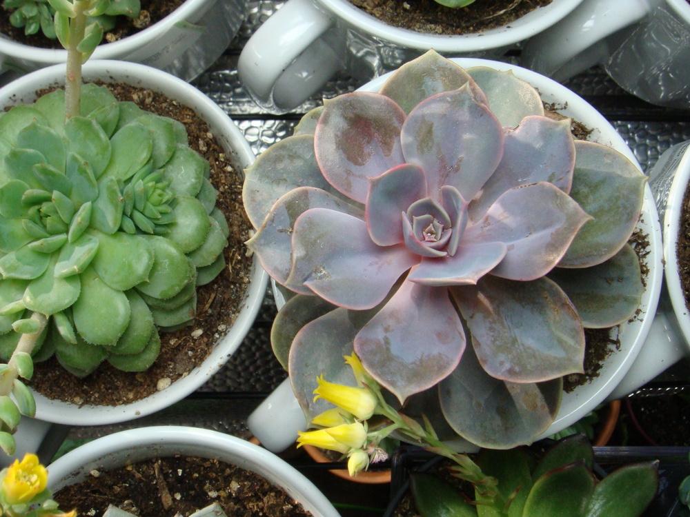 Photo of Echeveria 'Perle von Nurnberg' uploaded by indoorplants