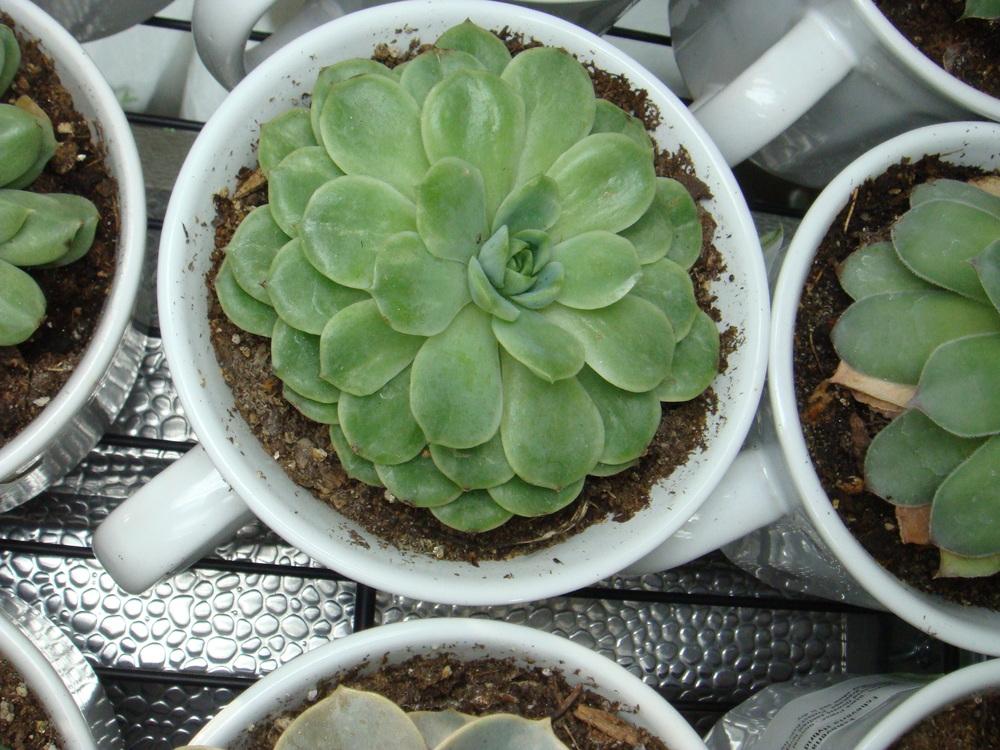 Photo of Echeveria 'Lime and Chili' uploaded by indoorplants