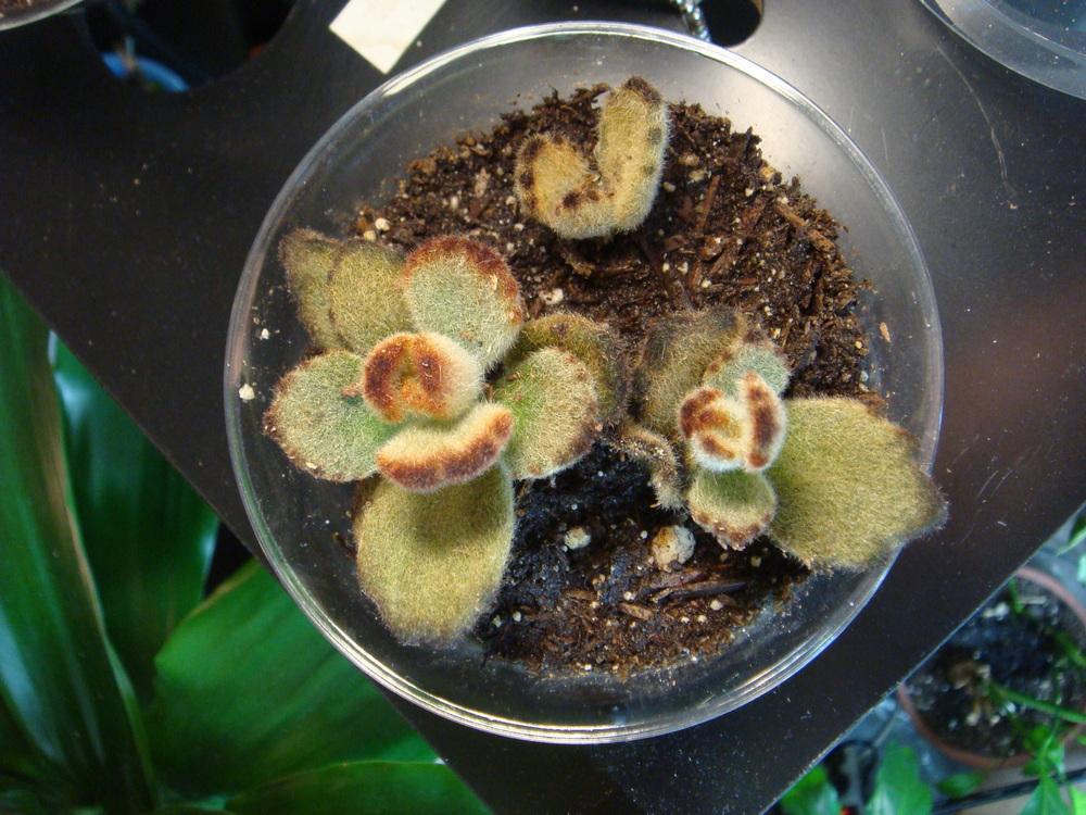 Photo of Panda Plant (Kalanchoe tomentosa) uploaded by indoorplants