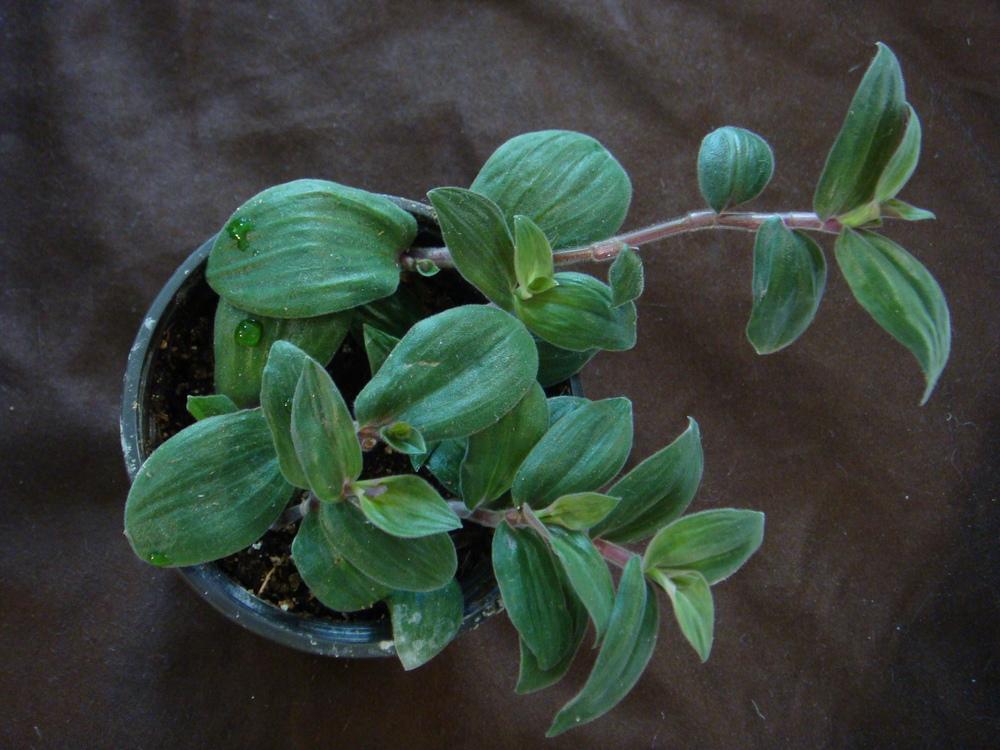 Photo of Inch Plant (Tradescantia cerinthoides) uploaded by indoorplants