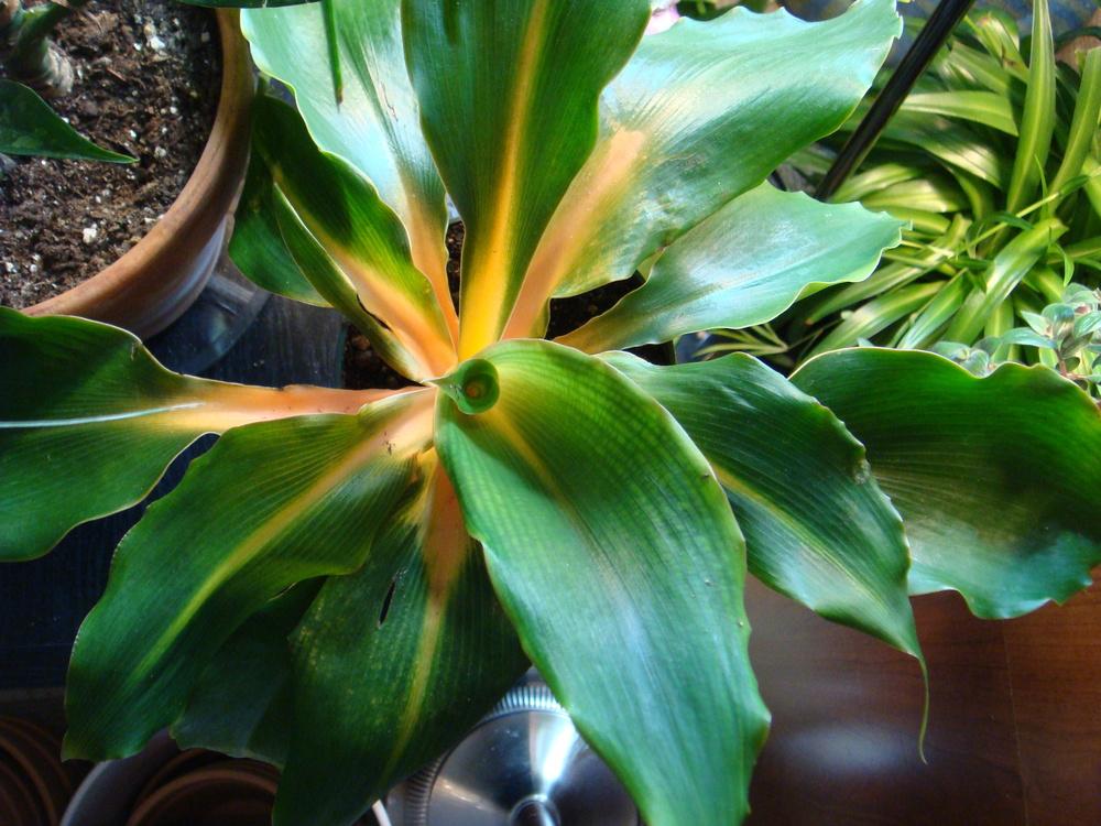 Photo of Sierra Leone Lily (Chlorophytum 'Fireflash') uploaded by indoorplants