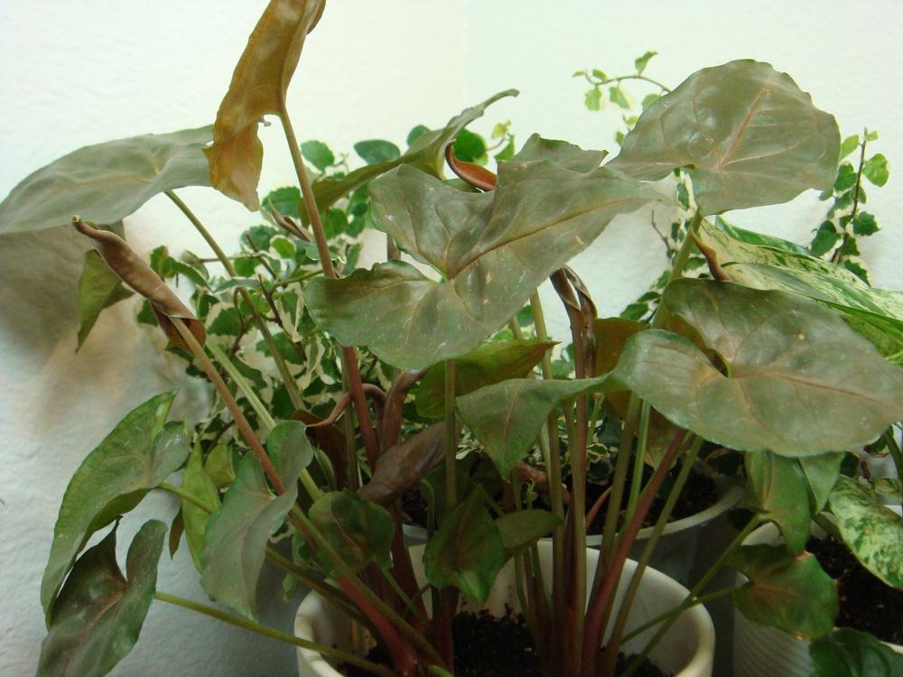 Photo of Arrowhead Plant (Syngonium podophyllum) uploaded by indoorplants