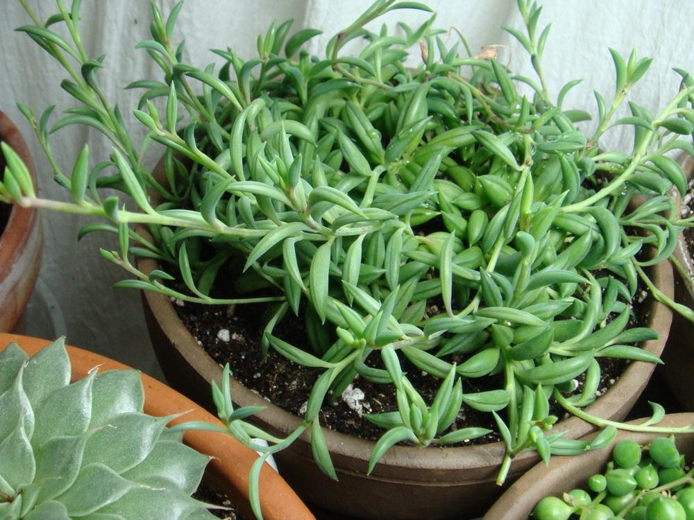 Photo of String of Beans (Curio radicans 'Glauca') uploaded by indoorplants