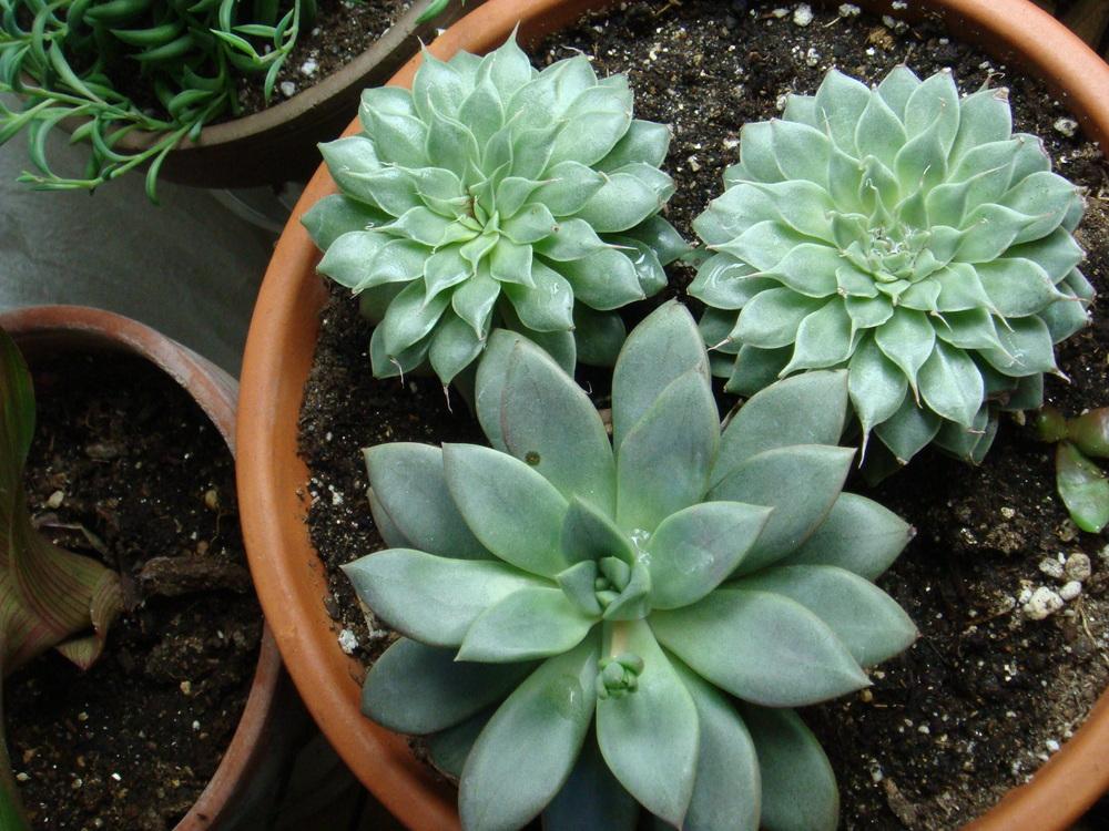 Photo of Echeverias (Echeveria) uploaded by indoorplants