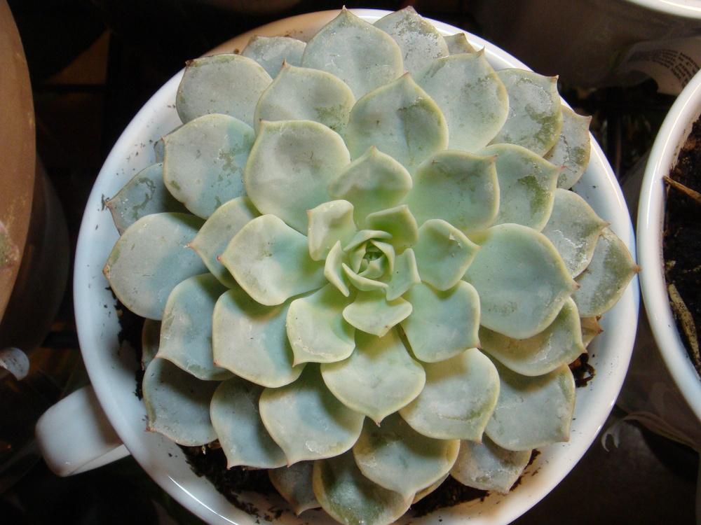 Photo of Echeveria 'Fleur Blanc' uploaded by indoorplants