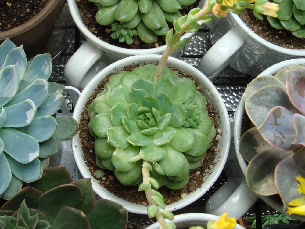 Photo of Echeveria 'Dondo' uploaded by indoorplants