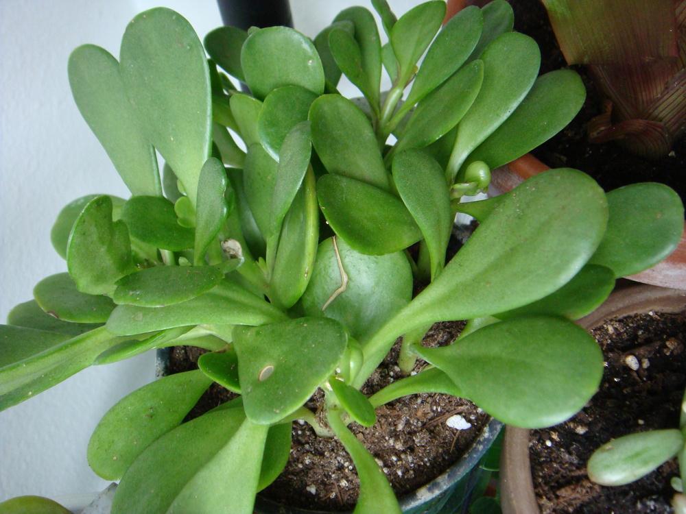 Photo of Trailing Jade (Kleinia petraea) uploaded by indoorplants