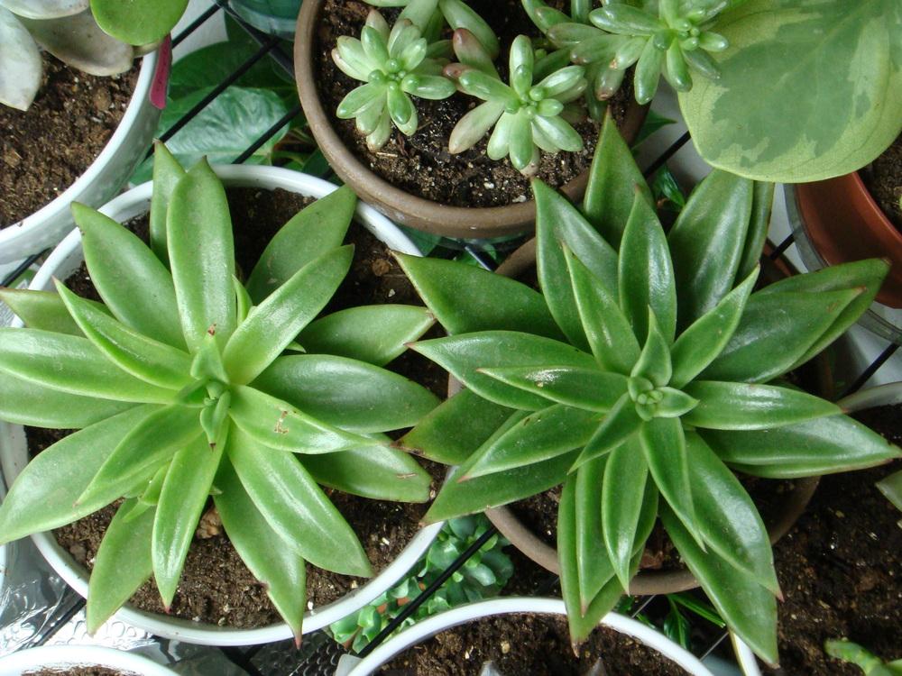 Photo of Echeveria (Echeveria agavoides) uploaded by indoorplants
