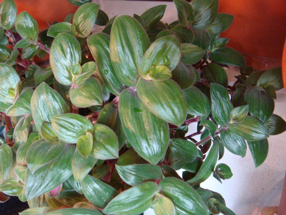 Photo of Inch Plant (Tradescantia cerinthoides) uploaded by indoorplants