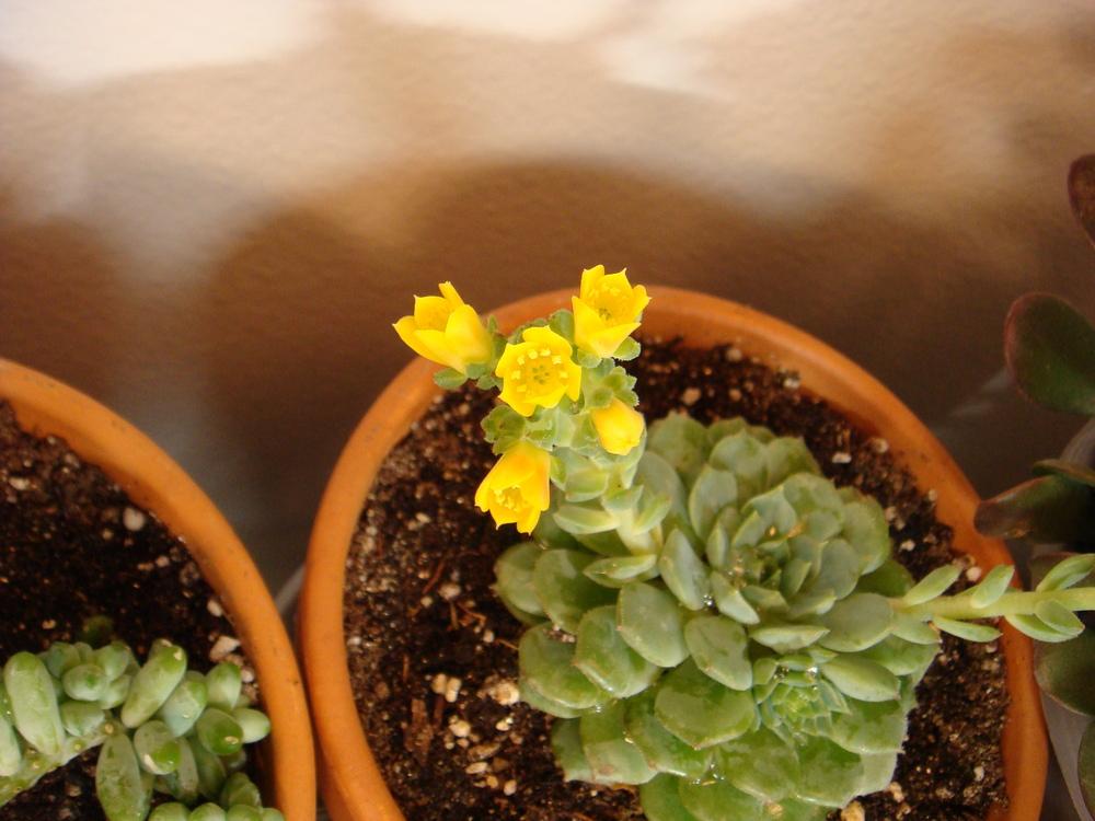 Photo of Echeveria 'Dondo' uploaded by indoorplants