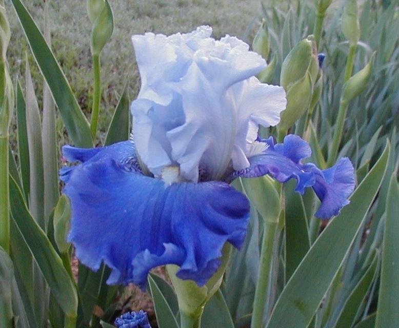 Photo of Tall Bearded Iris (Iris 'Pacific Belle') uploaded by needrain