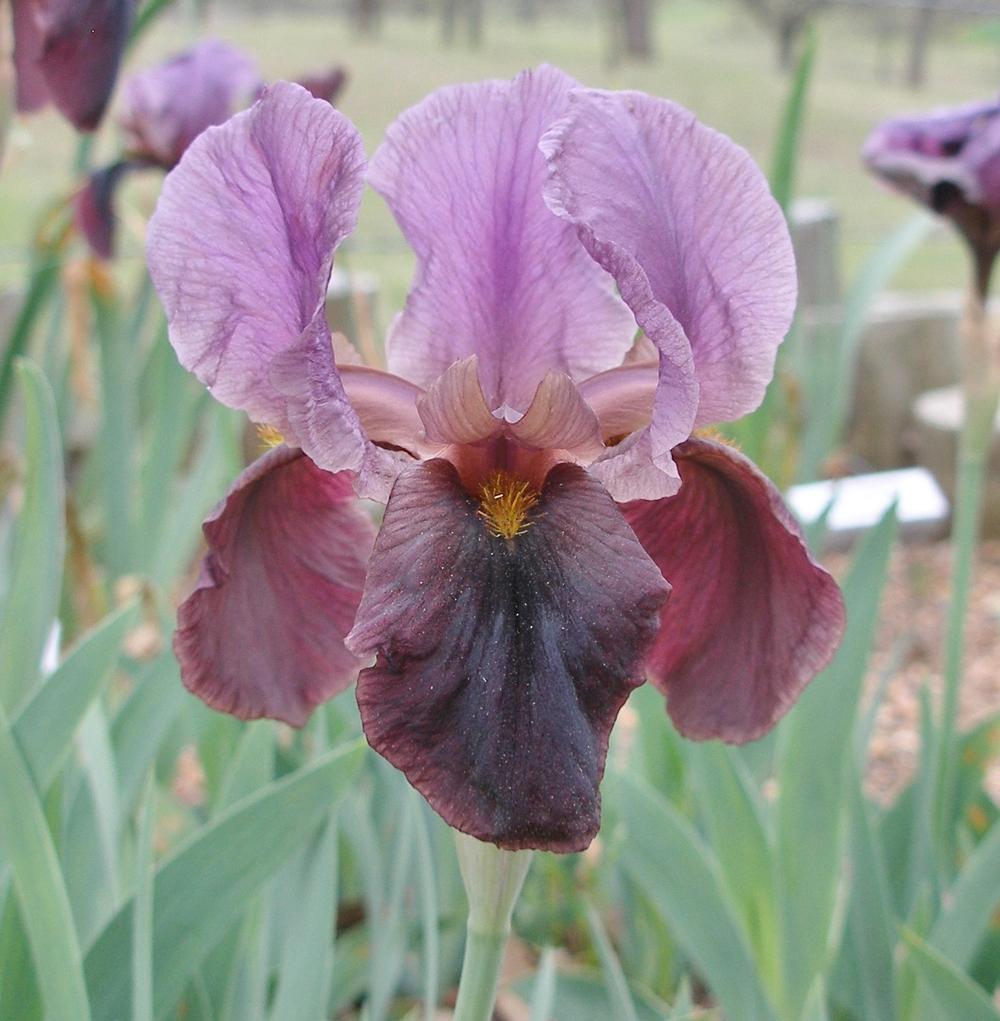Photo of Arilbred Iris (Iris 'Peshawar') uploaded by needrain