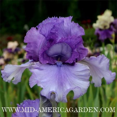 Photo of Tall Bearded Iris (Iris 'Living Your Dream') uploaded by Calif_Sue