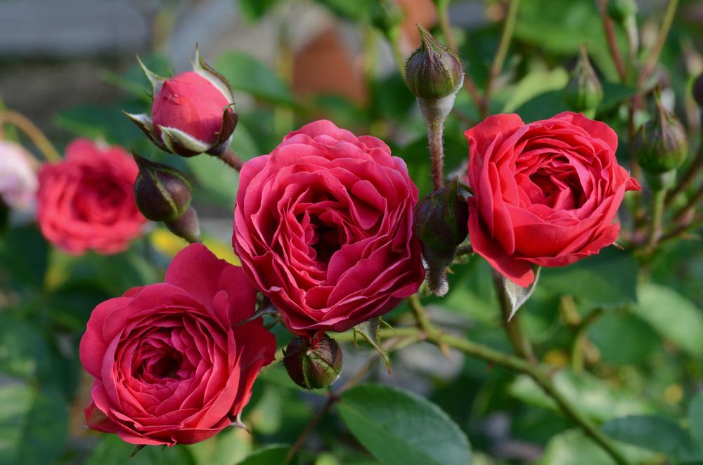 Photo of Rose (Rosa 'Orange Triumph') uploaded by admin