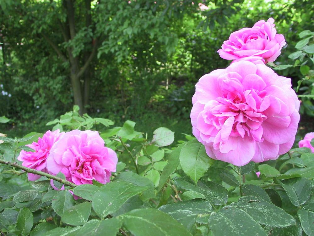 Photo of Rose (Rosa 'Gertrude Jekyll') uploaded by admin