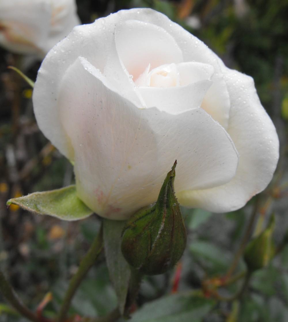Photo of Rose (Rosa 'Iceberg') uploaded by admin