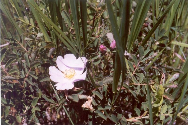 Photo of Wild Prairie Rose (Rosa arkansana) uploaded by admin