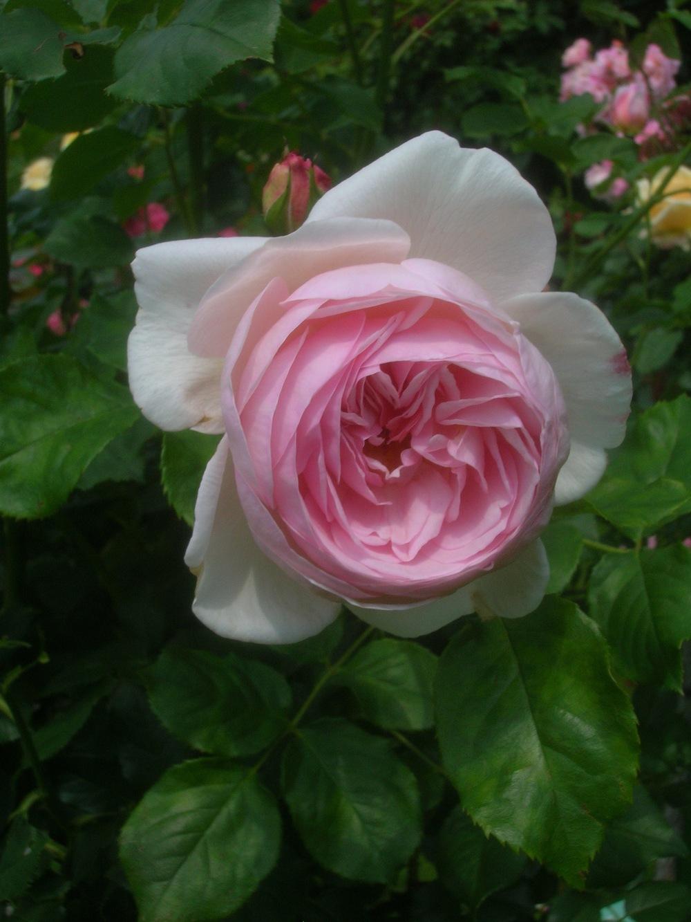 Photo of Rose (Rosa 'Heritage') uploaded by admin