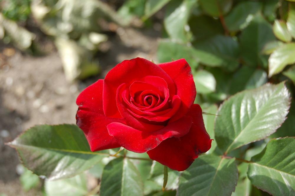 Photo of Rose (Rosa 'Glad Tidings') uploaded by admin