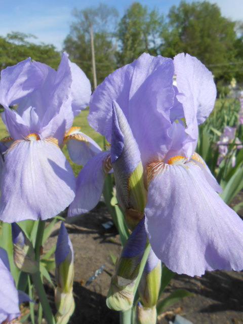 Photo of Tall Bearded Iris (Iris 'Queen Caterina') uploaded by crowrita1