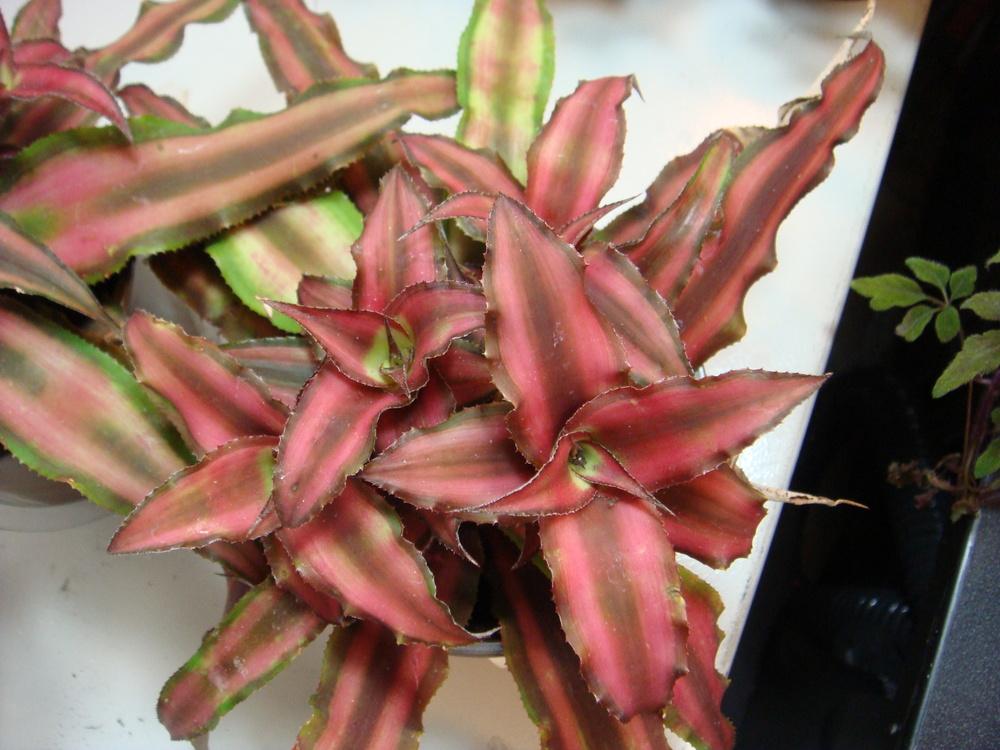 Photo of Earth Star (Cryptanthus bivittatus) uploaded by indoorplants