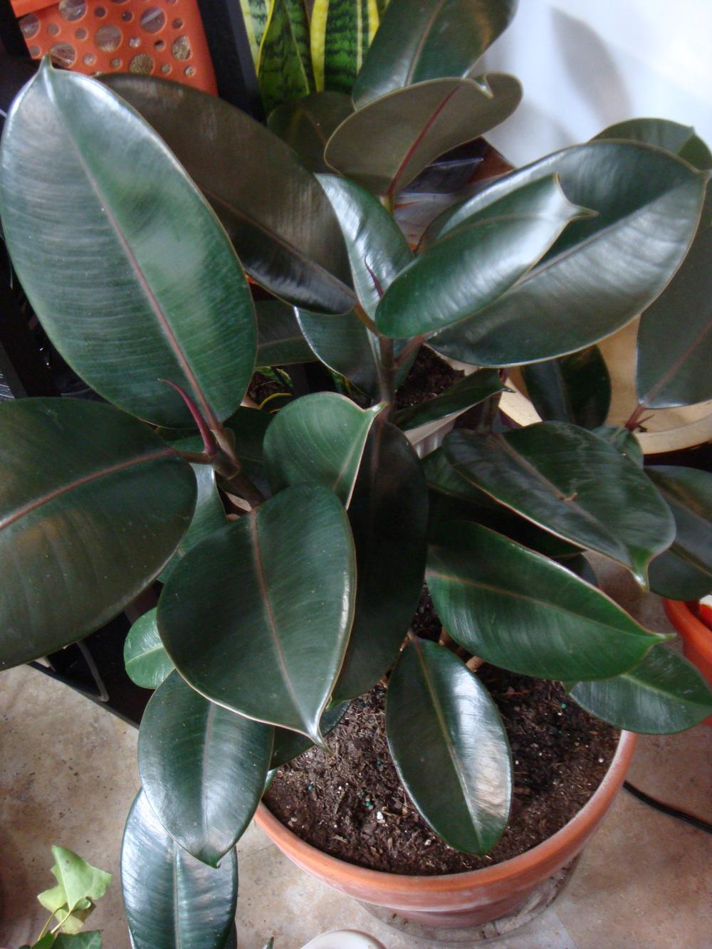 Photo of Rubber Plant (Ficus elastica) uploaded by indoorplants