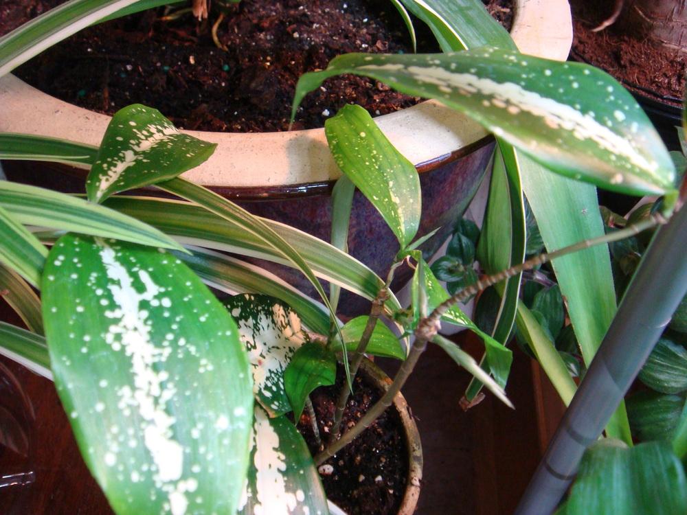 Photo of Dracaena surculosa var. surculosa uploaded by indoorplants