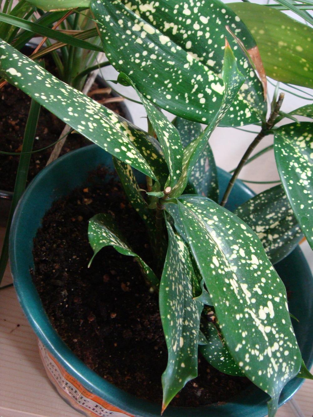 Photo of Dracaena surculosa var. surculosa uploaded by indoorplants