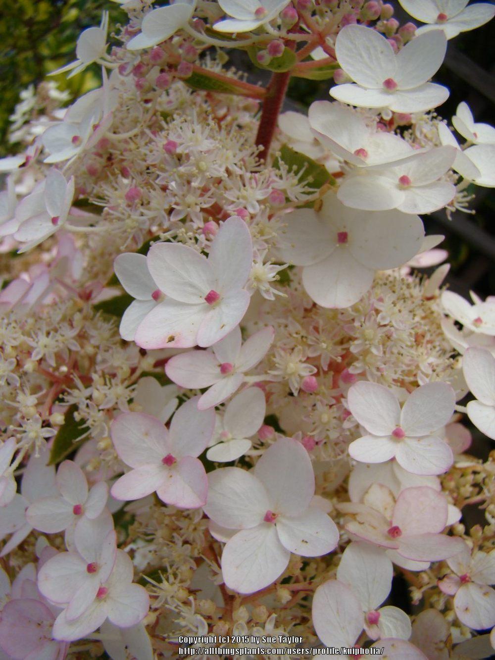 Photo of Panicle Hydrangea (Hydrangea paniculata 'Chantilly Lace') uploaded by kniphofia