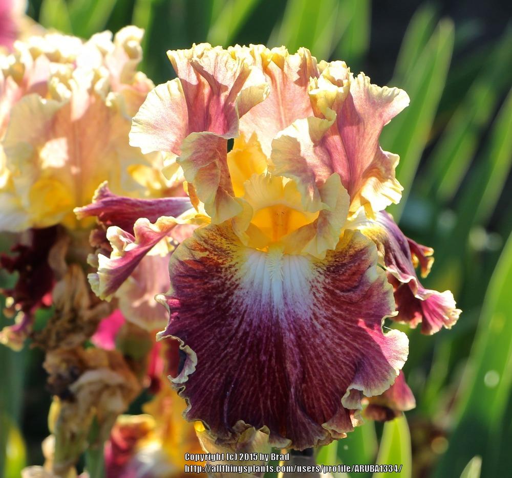Photo of Tall Bearded Iris (Iris 'Affair To Remember') uploaded by ARUBA1334
