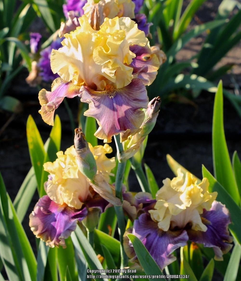 Photo of Tall Bearded Iris (Iris 'Hooked on a Feeling') uploaded by ARUBA1334