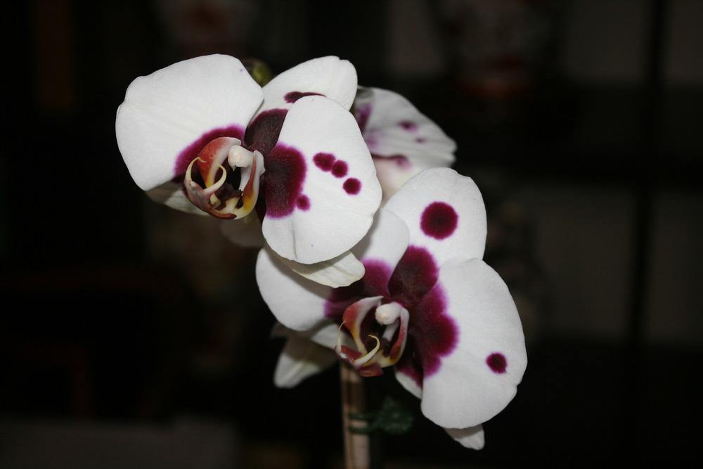 Photo of Moth Orchid (Phalaenopsis) uploaded by Daylilybaby
