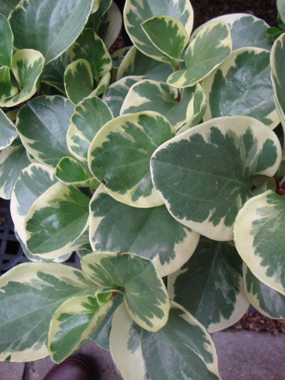 Photo of the leaves of Baby Rubber Plant (Peperomia obtusifolia 'Variegata') posted by Paul2032