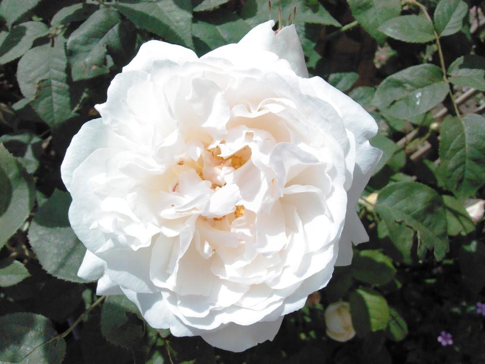 Photo of Rose (Rosa 'Winchester Cathedral') uploaded by admin