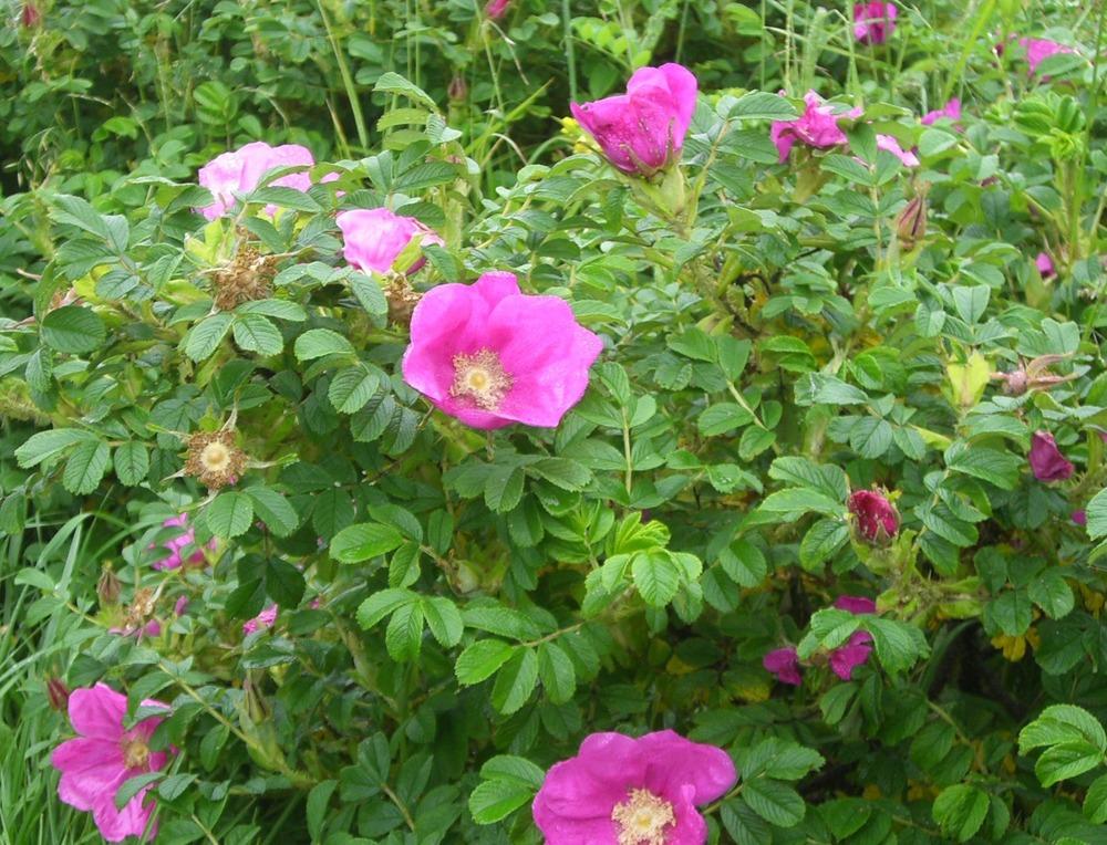 Photo of Beach Rose (Rosa rugosa) uploaded by admin