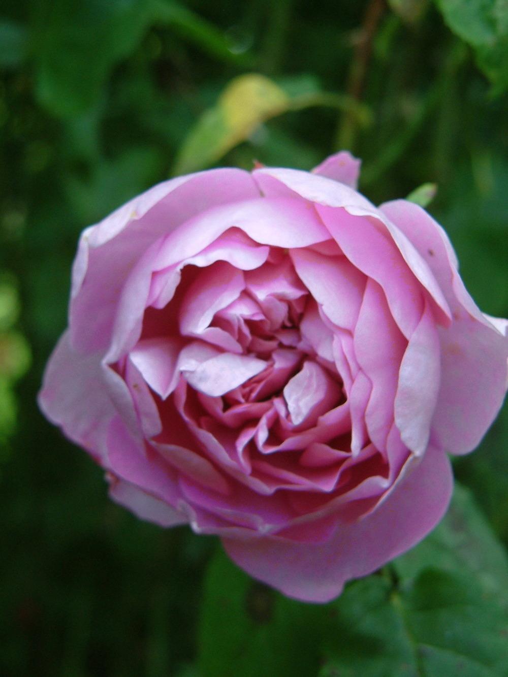 Photo of Rose (Rosa 'Charles Rennie Mackintosh') uploaded by admin