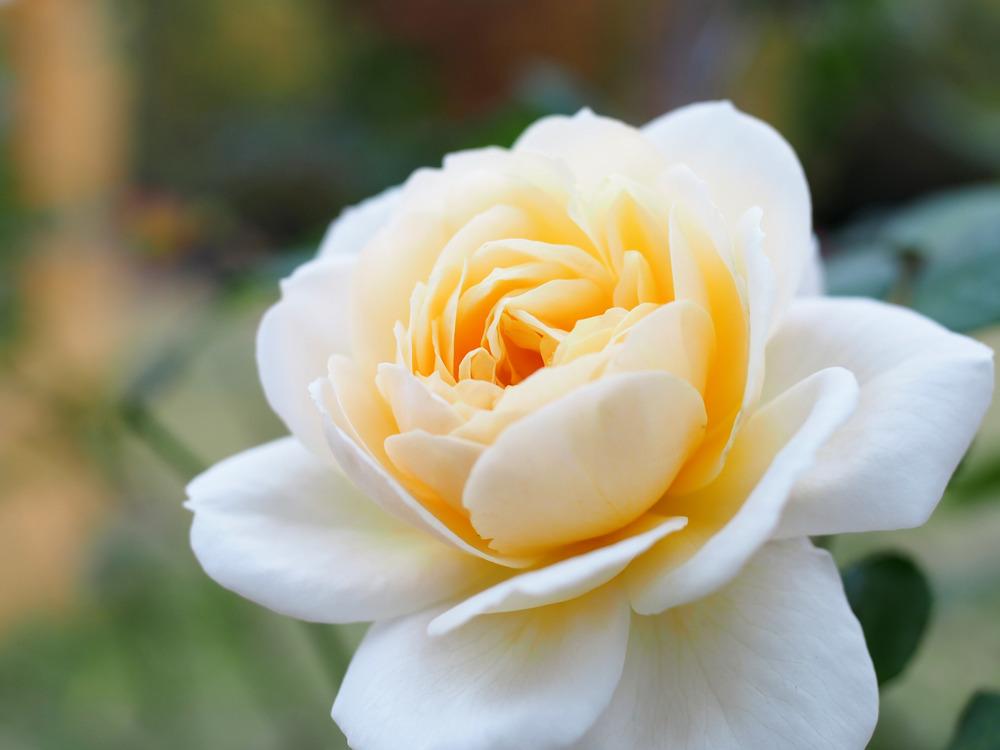 Photo of Rose (Rosa 'Crocus Rose') uploaded by admin