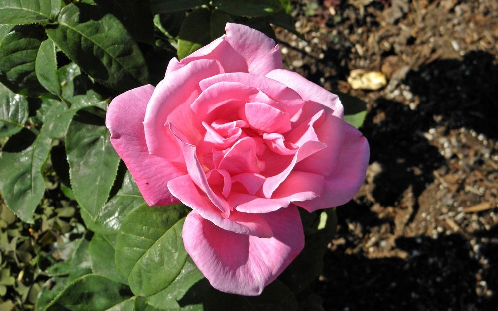 Photo of Rose (Rosa 'Perfume Delight') uploaded by admin