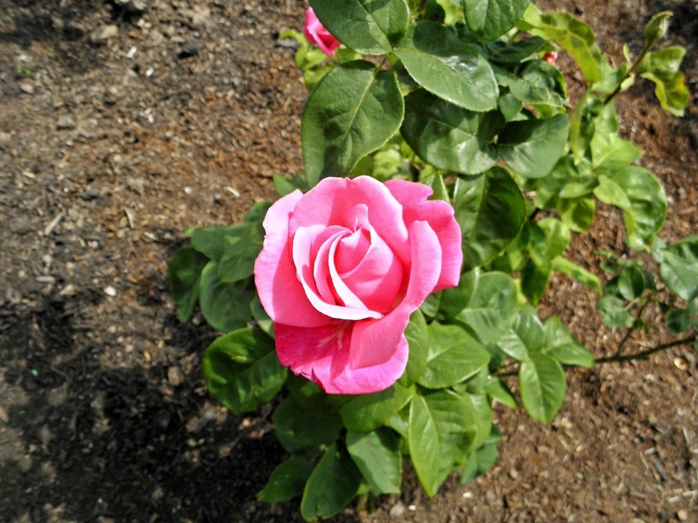 Photo of Rose (Rosa 'Perfume Delight') uploaded by admin