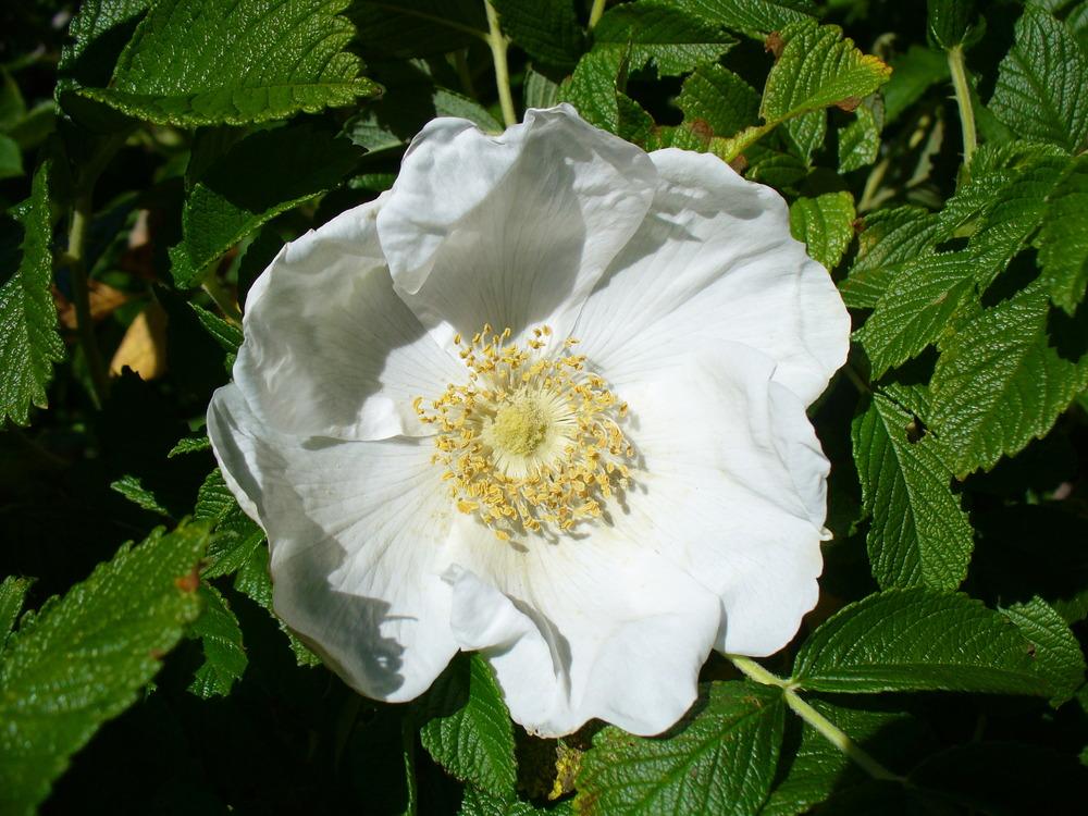 Photo of Beach Rose (Rosa rugosa) uploaded by admin