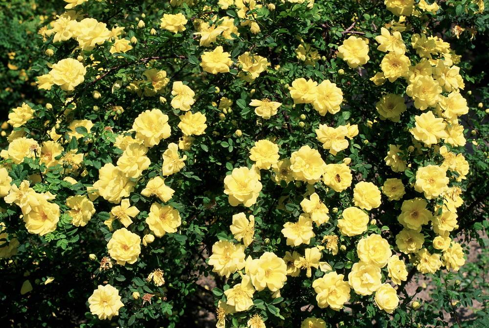 Photo of Rose (Rosa 'Harison's Yellow') uploaded by admin