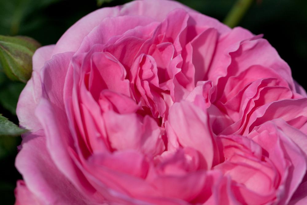 Photo of Rose (Rosa 'Eglantyne') uploaded by admin